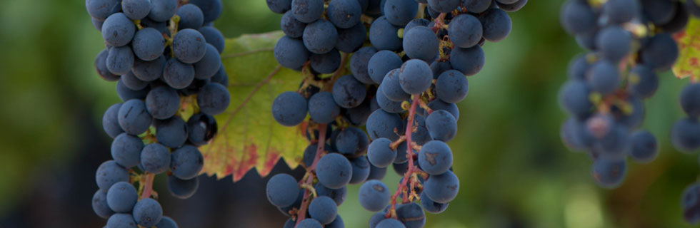 Blackstone Cabernet Sauvignon grapes